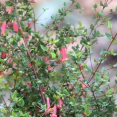 Correa sp. at Wodonga, VIC - 13 Jun 2021 09:49 AM