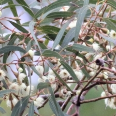 Eucalyptus leucoxylon (Yellow Gum) at Wodonga, VIC - 13 Jun 2021 by KylieWaldon