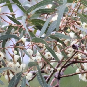 Eucalyptus leucoxylon at Wodonga, VIC - 13 Jun 2021