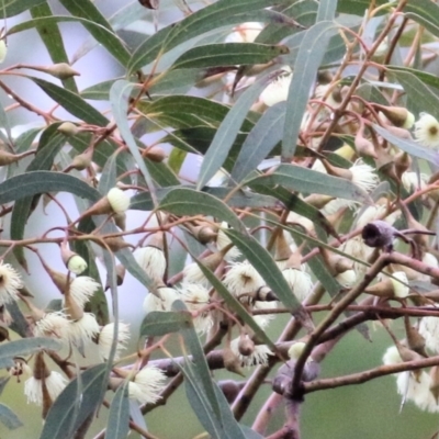 Eucalyptus leucoxylon (Yellow Gum) at Wodonga, VIC - 13 Jun 2021 by Kyliegw