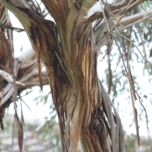 Eucalyptus leucoxylon at Wodonga, VIC - 13 Jun 2021