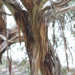 Eucalyptus leucoxylon at Wodonga, VIC - 13 Jun 2021