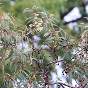 Eucalyptus leucoxylon at Wodonga, VIC - 13 Jun 2021 10:09 AM