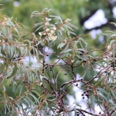 Eucalyptus leucoxylon at Wodonga, VIC - 13 Jun 2021