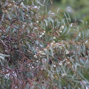 Eucalyptus leucoxylon at Wodonga, VIC - 13 Jun 2021 10:09 AM