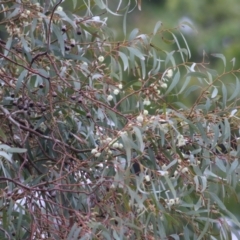 Eucalyptus leucoxylon at Wodonga, VIC - 13 Jun 2021