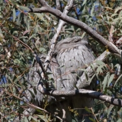 Podargus strigoides (Tawny Frogmouth) at Acton, ACT - 13 Jun 2021 by TimL