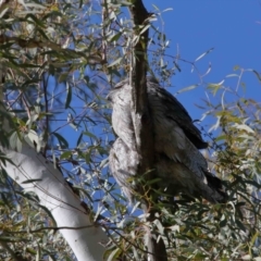 Podargus strigoides at Acton, ACT - 13 Jun 2021