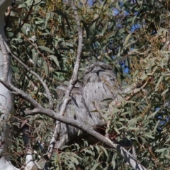 Podargus strigoides at Acton, ACT - 13 Jun 2021