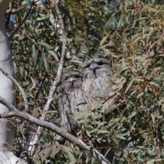 Podargus strigoides at Acton, ACT - 13 Jun 2021