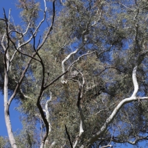 Podargus strigoides at Acton, ACT - 13 Jun 2021