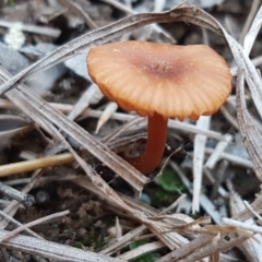 Laccaria sp. (Laccaria) at Umbagong District Park - 13 Jun 2021 by tpreston