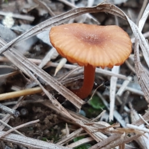 Laccaria sp. at Latham, ACT - 13 Jun 2021