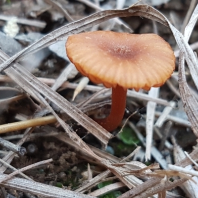 Laccaria sp. (Laccaria) at Umbagong District Park - 13 Jun 2021 by tpreston