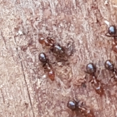 Papyrius sp. (genus) (A Coconut Ant) at Latham, ACT - 13 Jun 2021 by tpreston