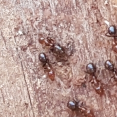 Papyrius sp. (genus) (A Coconut Ant) at Latham, ACT - 13 Jun 2021 by trevorpreston