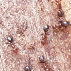 Papyrius sp. (genus) at Latham, ACT - suppressed