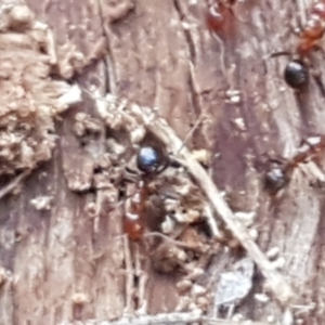 Papyrius sp. (genus) at Latham, ACT - suppressed