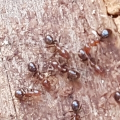 Papyrius sp. (genus) at Latham, ACT - suppressed