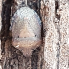 Dictyotus conspicuus at Latham, ACT - 13 Jun 2021 12:52 PM