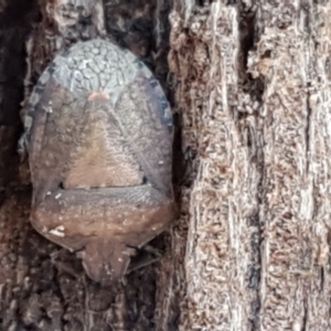 Dictyotus conspicuus at Latham, ACT - 13 Jun 2021 12:52 PM