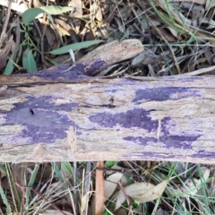 Phlebiopsis crassa (A corticioid or paint fungi) at Latham, ACT - 13 Jun 2021 by trevorpreston