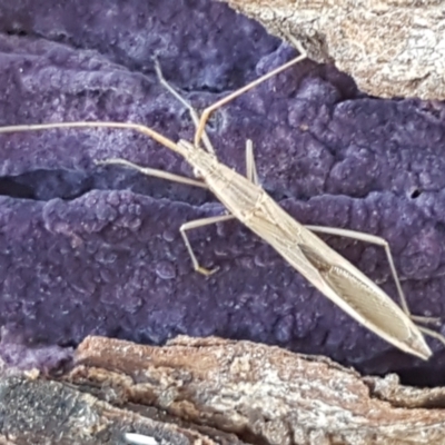 Mutusca brevicornis (A broad-headed bug) at Latham, ACT - 13 Jun 2021 by tpreston