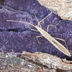 Mutusca brevicornis at Latham, ACT - 13 Jun 2021