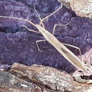 Mutusca brevicornis at Latham, ACT - 13 Jun 2021