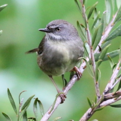 Sericornis frontalis (White-browed Scrubwren) at Les Stone Park - 12 Jun 2021 by Kyliegw