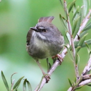 Sericornis frontalis at Wodonga - 13 Jun 2021