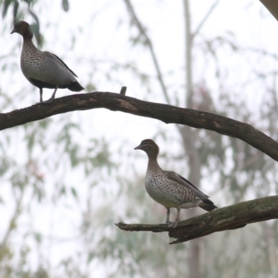 Chenonetta jubata (Australian Wood Duck) at Wodonga - 12 Jun 2021 by Kyliegw