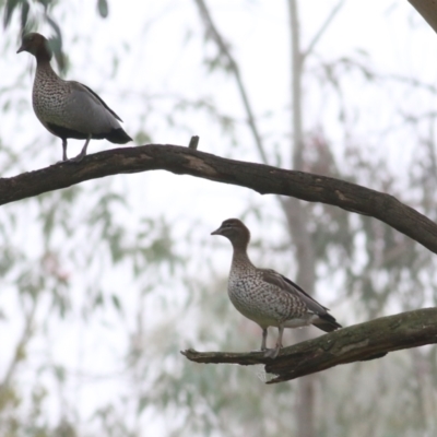 Chenonetta jubata (Australian Wood Duck) at Wodonga, VIC - 12 Jun 2021 by Kyliegw