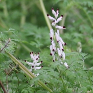 Fumaria capreolata at Les Stone Park - 13 Jun 2021