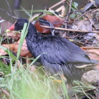 Gallinula tenebrosa (Dusky Moorhen) at Wodonga, VIC - 12 Jun 2021 by Kyliegw