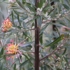 Grevillea sp. (Grevillea) at Wodonga, VIC - 13 Jun 2021 by KylieWaldon