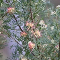 Grevillea sp. at Wodonga, VIC - 13 Jun 2021 09:57 AM