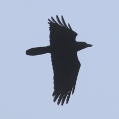 Corvus coronoides (Australian Raven) at Les Stone Park - 12 Jun 2021 by Kyliegw