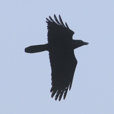 Corvus coronoides (Australian Raven) at Wodonga - 12 Jun 2021 by Kyliegw