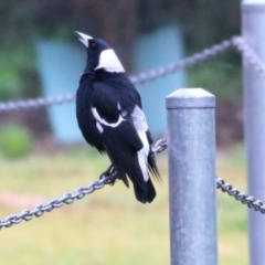 Gymnorhina tibicen (Australian Magpie) at Wodonga, VIC - 13 Jun 2021 by KylieWaldon