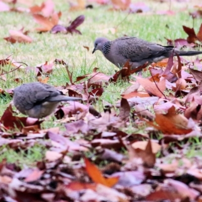 Spilopelia chinensis (Spotted Dove) at Wodonga, VIC - 13 Jun 2021 by KylieWaldon