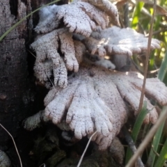 Schizophyllum commune at Campbell, ACT - 13 Jun 2021