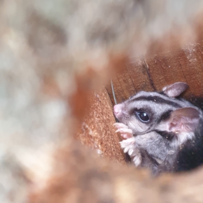 Petaurus norfolcensis (Squirrel Glider) at Thurgoona, NSW - 25 May 2021 by Waynergy