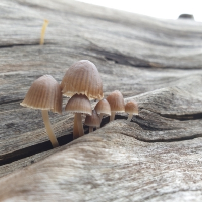 Mycena sp. (genus) at Horseshoe Lagoon and West Albury Wetlands - 13 Jun 2021 by Rixon