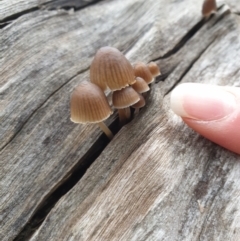 Mycena sp. at Wodonga, VIC - 13 Jun 2021 02:57 PM