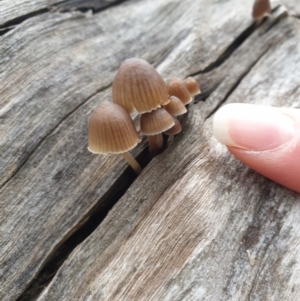 Mycena sp. at Wodonga, VIC - 13 Jun 2021 02:57 PM