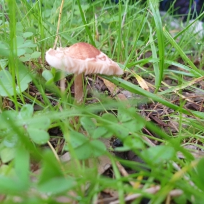 Unidentified Cap on a stem; gills below cap [mushrooms or mushroom-like] at Albury - 13 Jun 2021 by Rixon