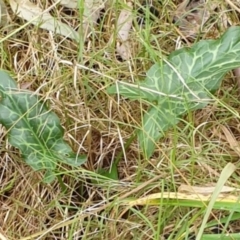 Arum italicum (Italian Arum) at Albury - 13 Jun 2021 by Rixon