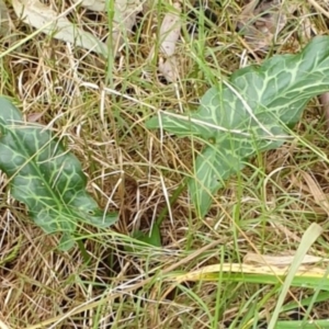 Arum italicum at West Albury, NSW - 13 Jun 2021 03:09 PM