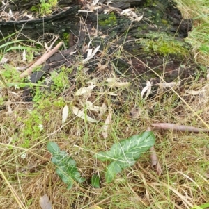 Arum italicum at West Albury, NSW - 13 Jun 2021 03:09 PM